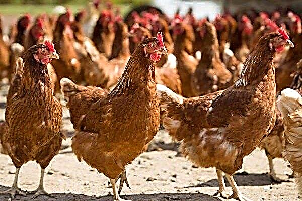 Brown Nick Chickens: Pflege, Pflege und Zucht