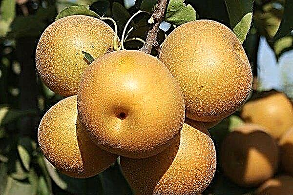 Chinese pear: its features and cultivation rules