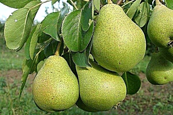 Pear variety "Fairytale": characteristics and features of cultivation