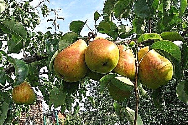 Overview of the pear variety Beauty Chernenko (or Russian Beauty)