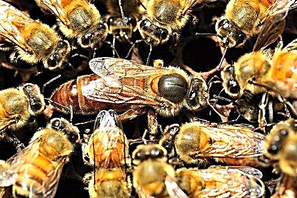 Mehiläispesä: sen lajit, rooli pesässä ja elinkaari