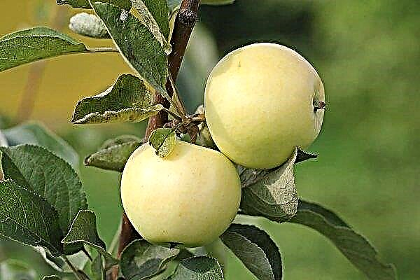 مجموعة متنوعة من أشجار التفاح حشوة بيضاء: خصائص وخصائص النمو