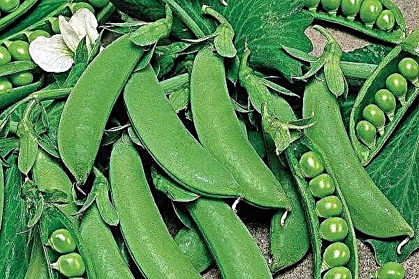How to grow Alpha peas?