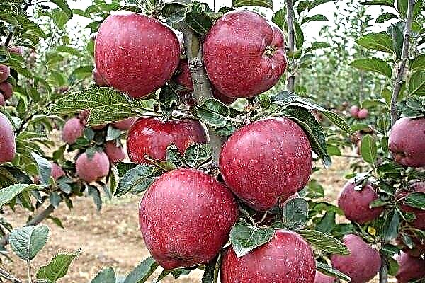 Verscheidenheid aan appelbomen Red Chief: kenmerken van planten en groeien