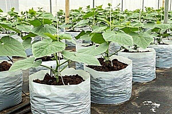 How to grow cucumbers in bags? Walkthrough