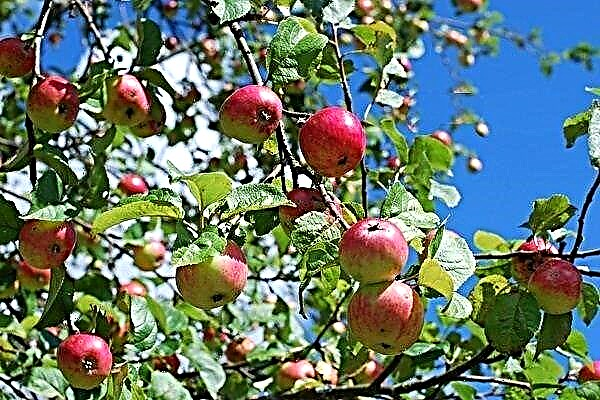 Översikt över sibirska äppelsorter