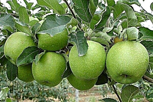 نظرة عامة على أفضل أنواع أشجار التفاح مع الصور والأوصاف
