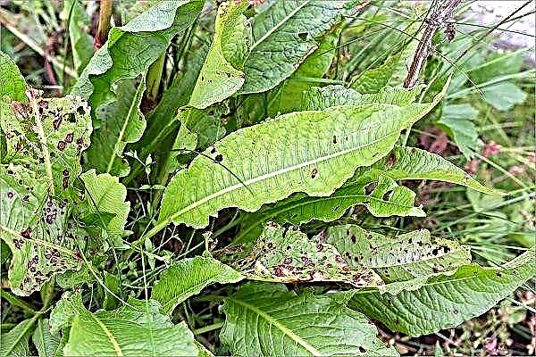 How to deal with diseases and pests of sorrel and prevent their occurrence?