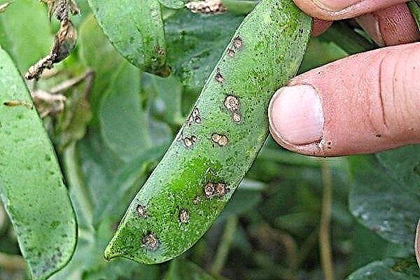 Common pea diseases and pests