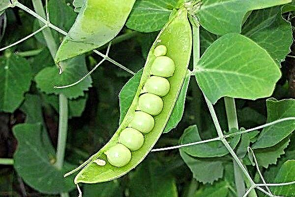 Pea variety Ambrosia: characteristics and cultivation