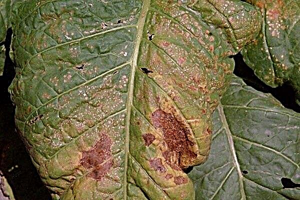 Quelles maladies et ravageurs peuvent infecter un radis?