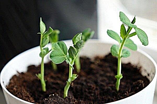 How to grow peas at home?