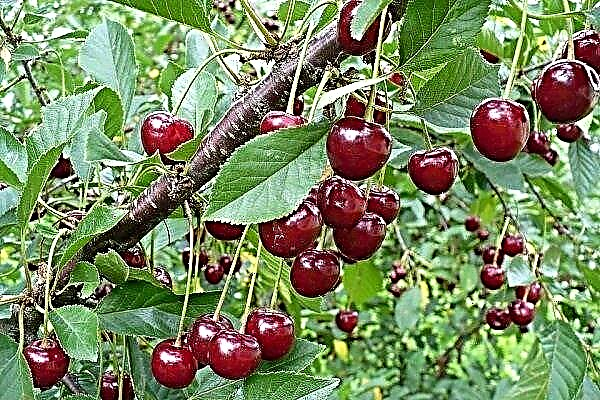 Populära sorter av körsbär för odling i förorterna