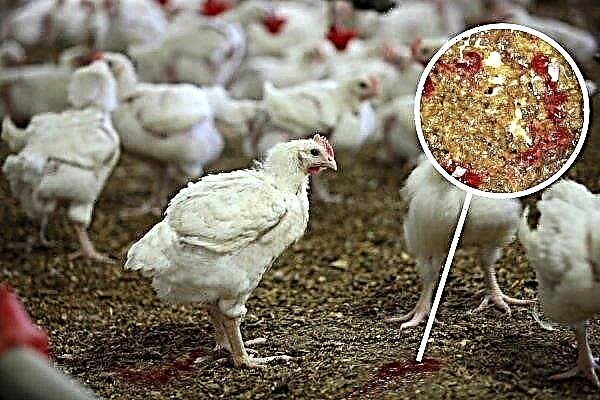 Qu'est-ce que la coccidiose chez les poulets et les poulets? Manières d'infection, caractéristiques du traitement et de la prévention
