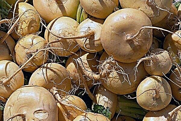 How to store and harvest turnips?