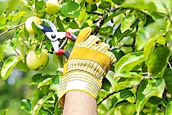 How to prune an apple tree in the fall?