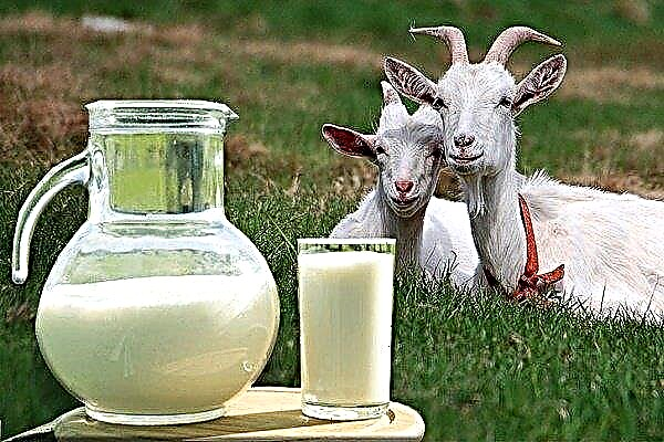 How much milk can a goat give?
