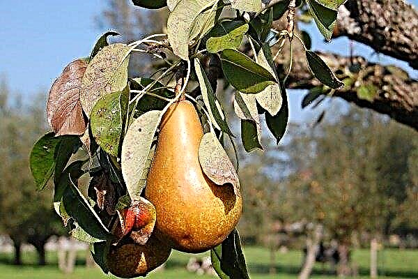 Common pear diseases: description and control