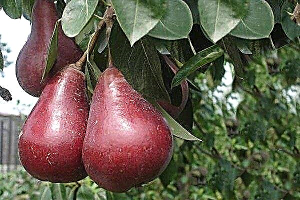 Pear variety "Starkrimson" - its description and growing rules