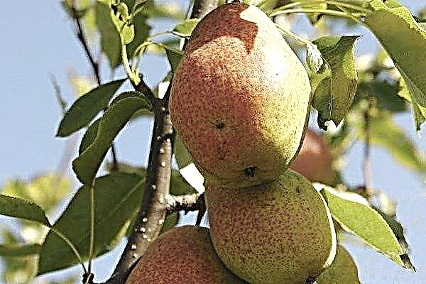 Pear Variety - Kyrgyz Winter