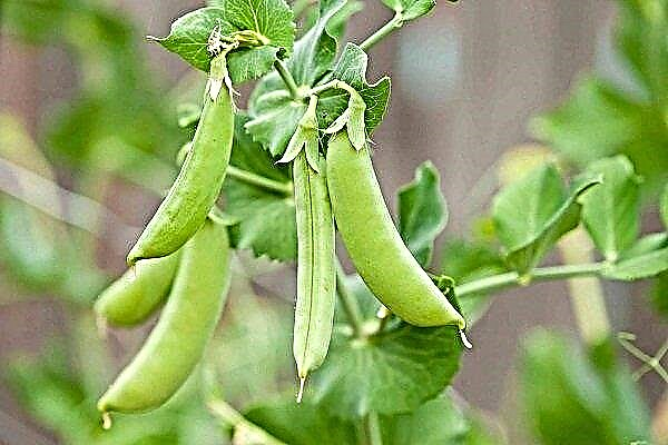 Review and growing tall peas