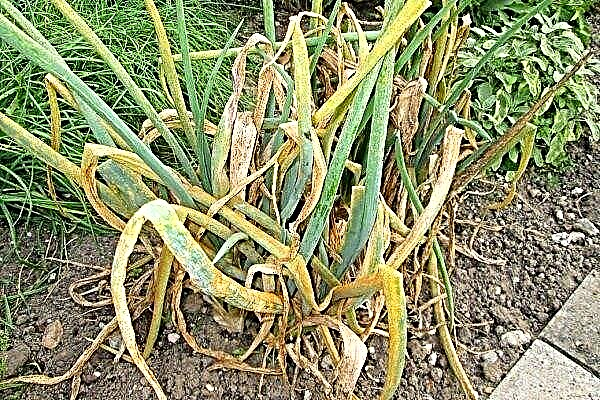 Onions turn yellow and rot: causes and solutions
