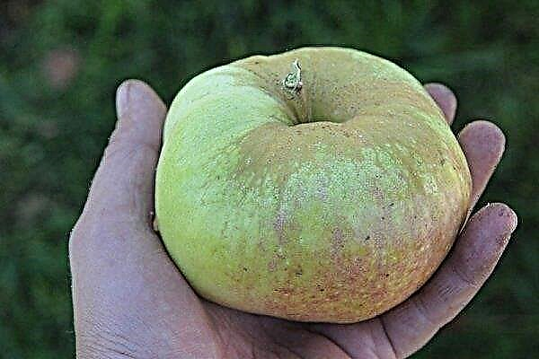 Raznolikost stabala jabuka Bogatyr: opis i pravila uzgoja