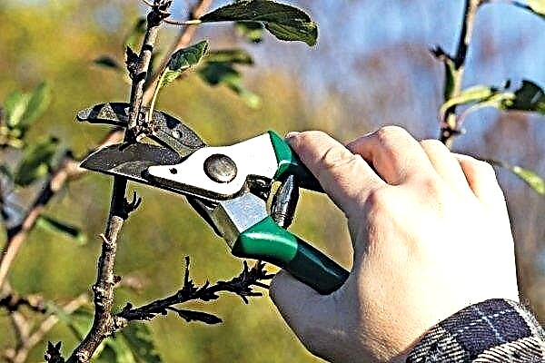 How and when to prune apple trees in spring?
