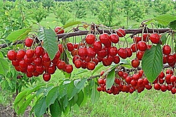 Cherry (Duke): variety description, planting and care rules