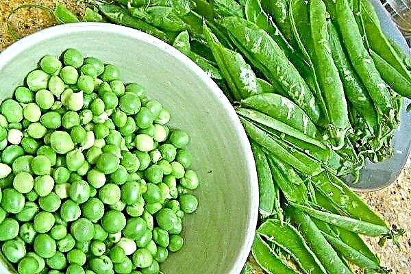 How to grow peas of peeling varieties?