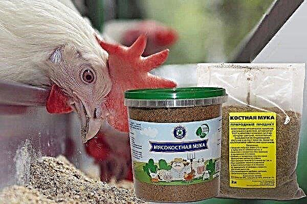 Bone and meat and bone meal - protein supplements for chickens