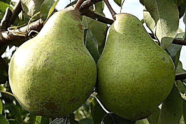 Overview of the Zavea pear: everything from planting to growing