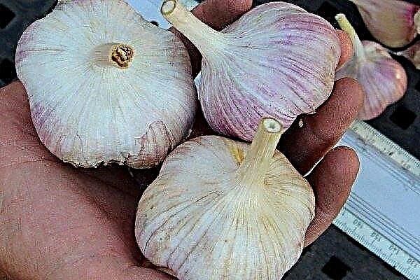 Variety of garlic Dobrynya: characteristics, planting and care