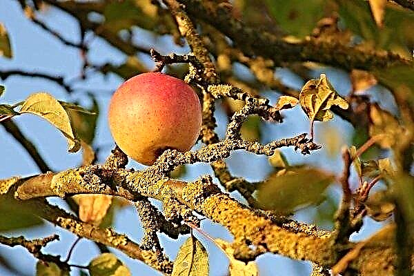 أمراض أشجار التفاح وعلاجها