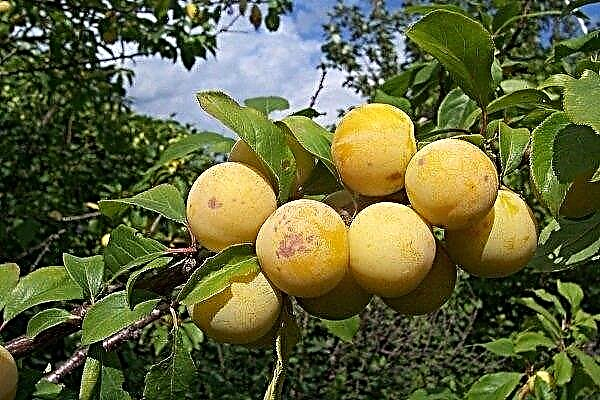 Prune jaune - une description détaillée de la variété