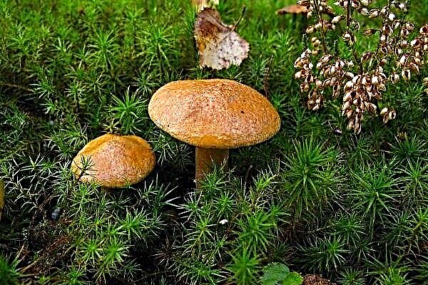Козенята: де ростуть гриби, коли збирати і чи можна вирощувати?