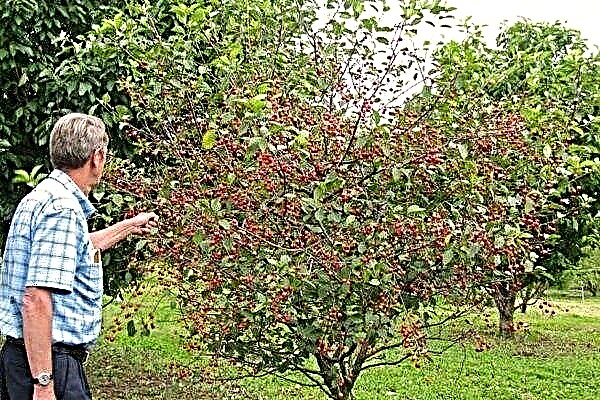 Grenade d'hiver: plantation et croissance de cerises naines
