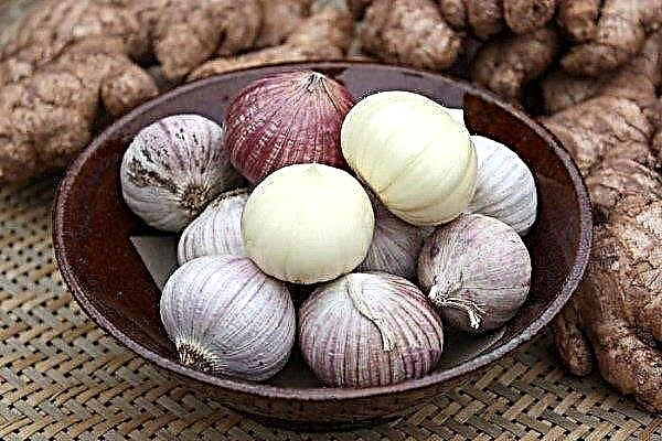 Chinese garlic "Solo": planting and care