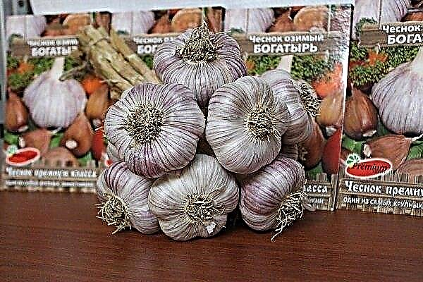 Garlic "Bogatyr": planting and growing winter crops