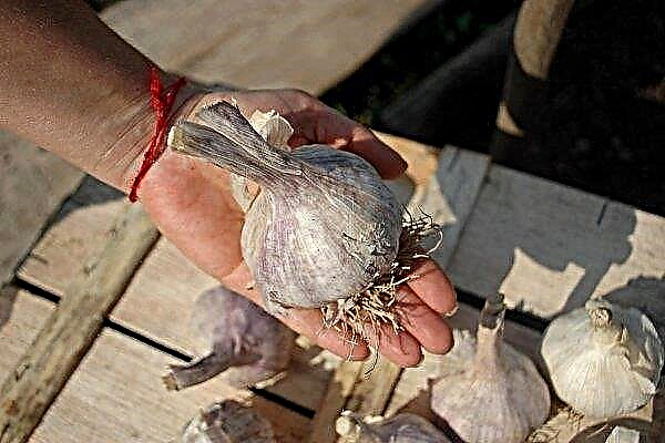 Komsomolets Garlic Variety - ميزات الزراعة والنمو