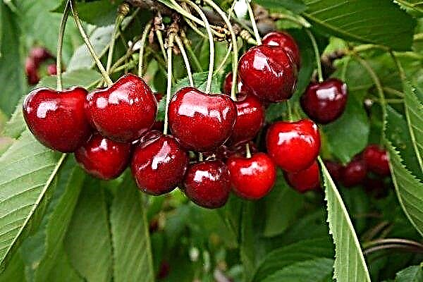 What varieties of cherries are best suited for the suburbs?