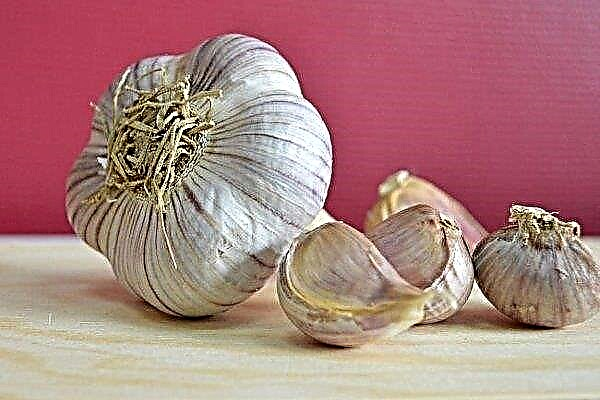 Variety of garlic Lyubasha: characteristics, planting and care