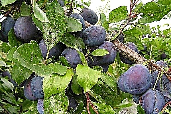 Hungarian - a popular plum of domestic gardeners