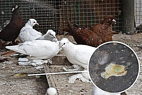 Les causes de la diarrhée chez un pigeon domestique et comment la traiter?