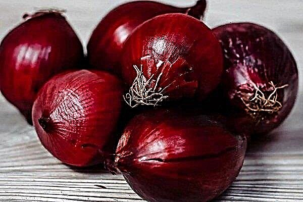 Onion variety Carmen: characteristics, planting and care