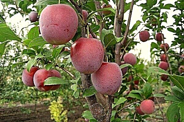 Overview of Colon-shaped Plums: Description, Varieties and Growing Rules