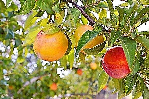 Peach plum: characteristics, planting and care