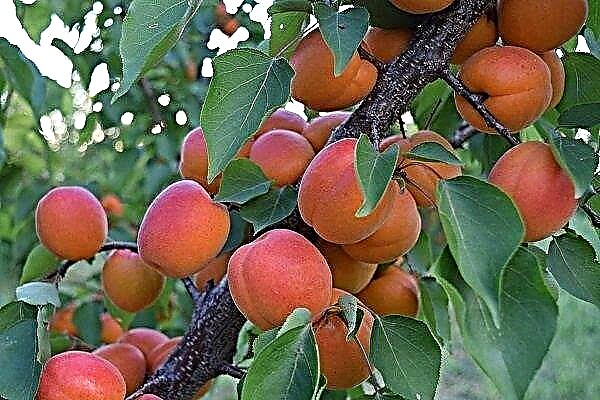 Rödkindig aprikos: beskrivning, plantering, odling och vård