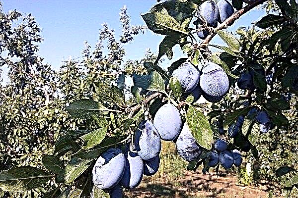 Characteristics and rules for growing plum Stanley (Stanley)
