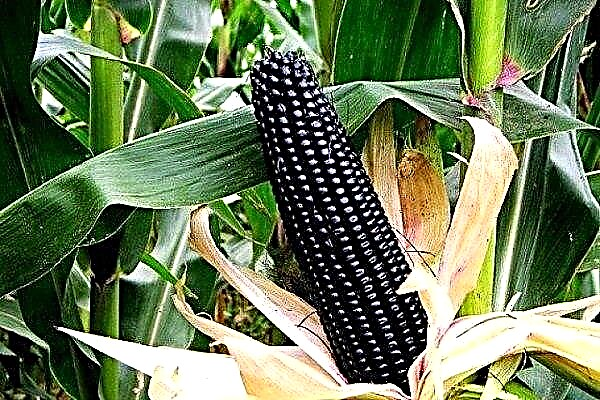 How useful is black corn and is it possible to grow it in Russia?